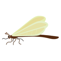 Antlion | Carnivorous Animals Names