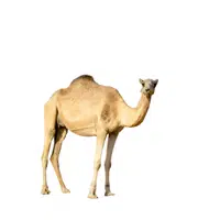 Arabian Camel