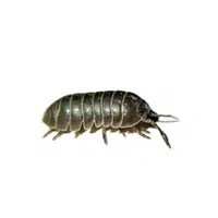 Armadillidium | Crustaceans Names 