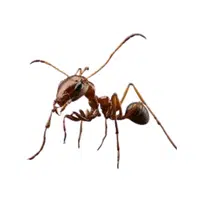 Army Ant 