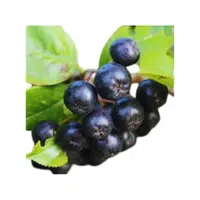 Aroniaberry | Small Fruits Names