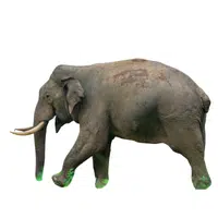 Asian Elephant | Endangered Animals Names