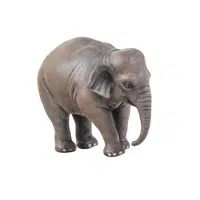 Asian Elephant | Largest Animals Names