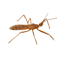 Assassin Bug | Carnivorous Animals Names