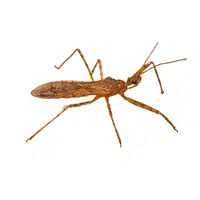 Assassin Bug | Carnivorous Animals Names