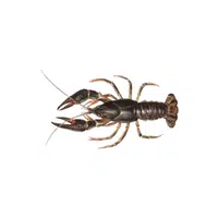 Astacus | Crustaceans Names