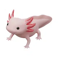 Axolotl | Endangered Animals Names
