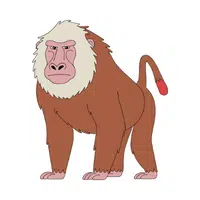 Baboon | Vertebrates Animals Names 