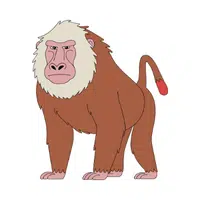 Baboon
