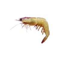 Banana-prawn | Crustaceans Names 