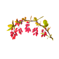 Barberry | Small Fruits Names