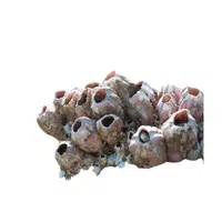 Barnacle | Crustaceans Names 