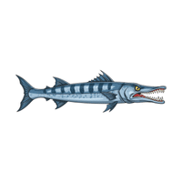 Barracuda | Carnivorous Animals Names