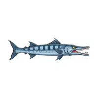 Barracuda | Carnivorous Animals Names