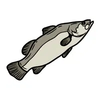 Barramundi | Swimming Animals Names