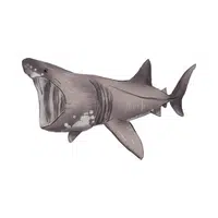 Basking Shark | Largest Animals Names