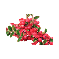 Bearberry | Small Fruits Names