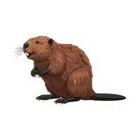 Beaver | Vertebrates Animals Names 