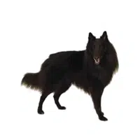 Belgian Groenendael | Guard Animals Names 