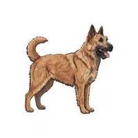Belgian Laekenois | Guard Animals Names 