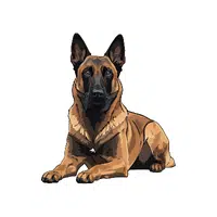 Belgian Malinois | Guard Animals Names 