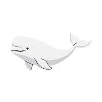 Beluga Whale | Largest Animals Names