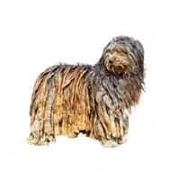 Bergamasco Shepherd | Guard Animals Names 