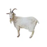 Billy Goat