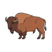 Bison
