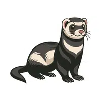 Black Footed Ferret