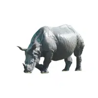 Black Rhino | Endangered Animals Names