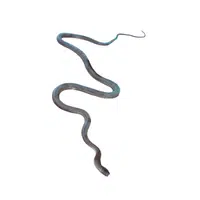 Black Mamba 