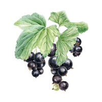Blackcurrant | Small Fruits Names