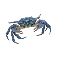 Blue-crab | Crustaceans Names 