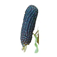 Bluecorn 