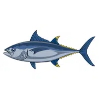 Bluefin Tuna
