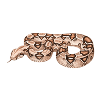 Boa Constrictor | Carnivorous Animals Names