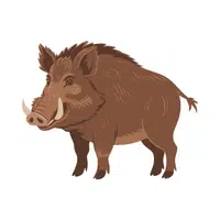 Boar