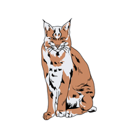 Bobcat | Carnivorous Animals Names