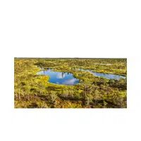 Bog 