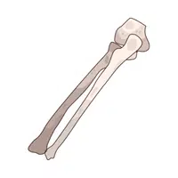 Bone | 100 Natural Things Names