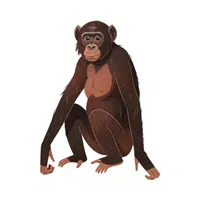Bonobo | Friendly Animals Names