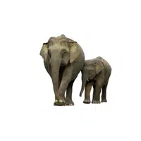 Bornean Elephant | Endangered Animals Names