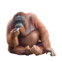 Bornean Orangutan | Endangered Animals Names