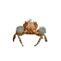 Boxer-crab | Crustaceans Names 