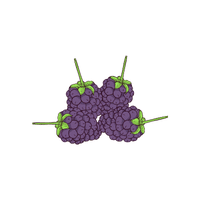 Boysenberry | Small Fruits Names