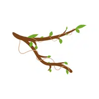 Branch | 100 Natural Things Names