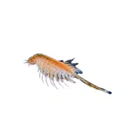 Brine-shrimp | Crustaceans Names 