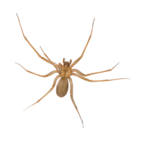 Brown Recluse