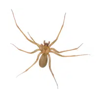 Brown Recluse 
